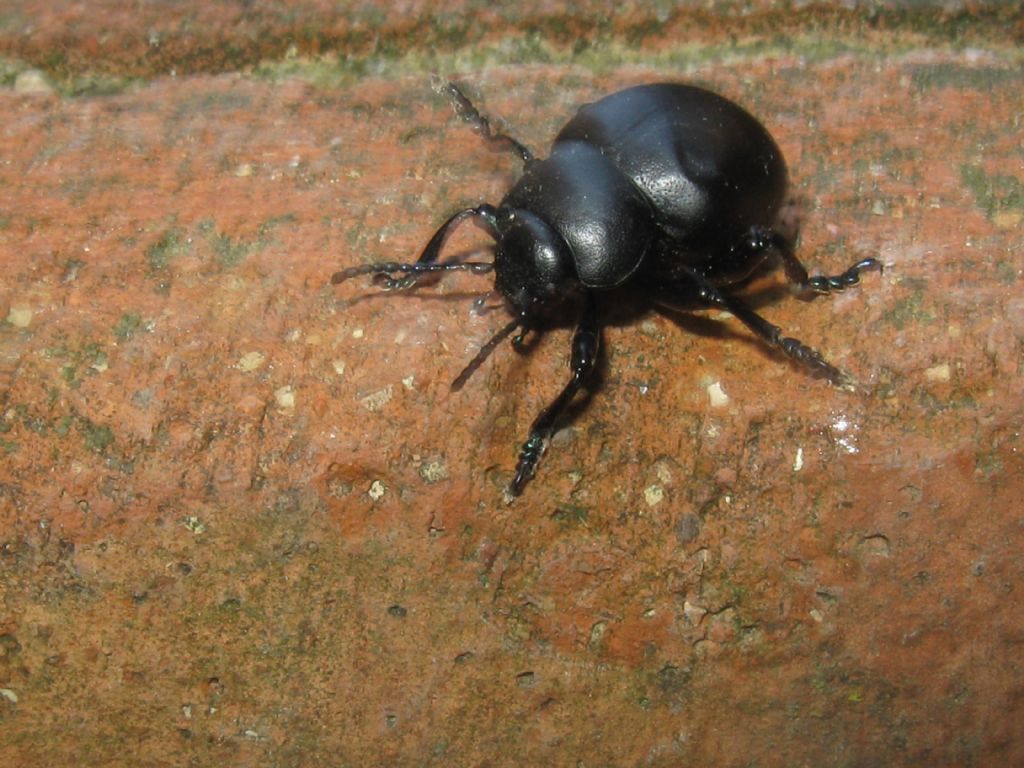 Chrysomelidae: Timarcha cfr. nicaeensis, femmina