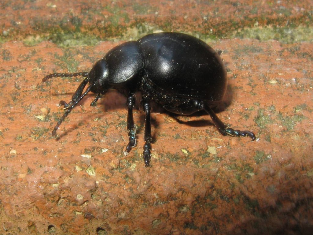 Chrysomelidae: Timarcha cfr. nicaeensis, femmina