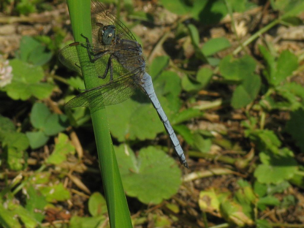 Orthetrum brunneum maschio? no, Orthetrum coerulescens femmina androcroma