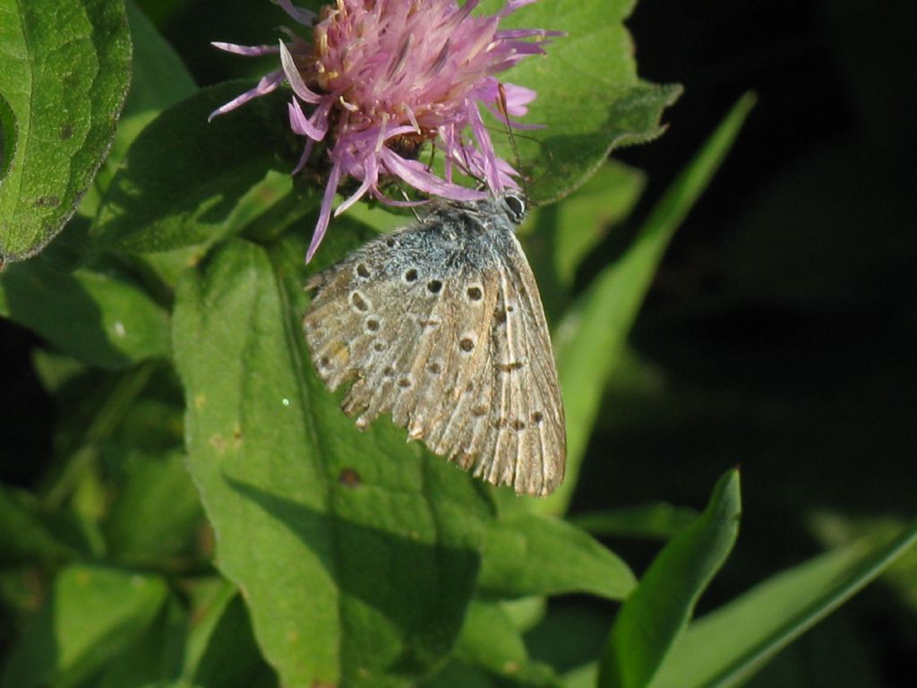 Polyommatus icarus