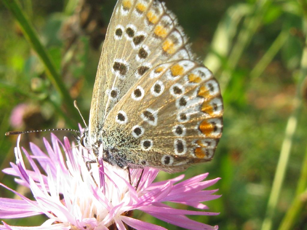 Polyommatus icarus: tutte F ?  S....