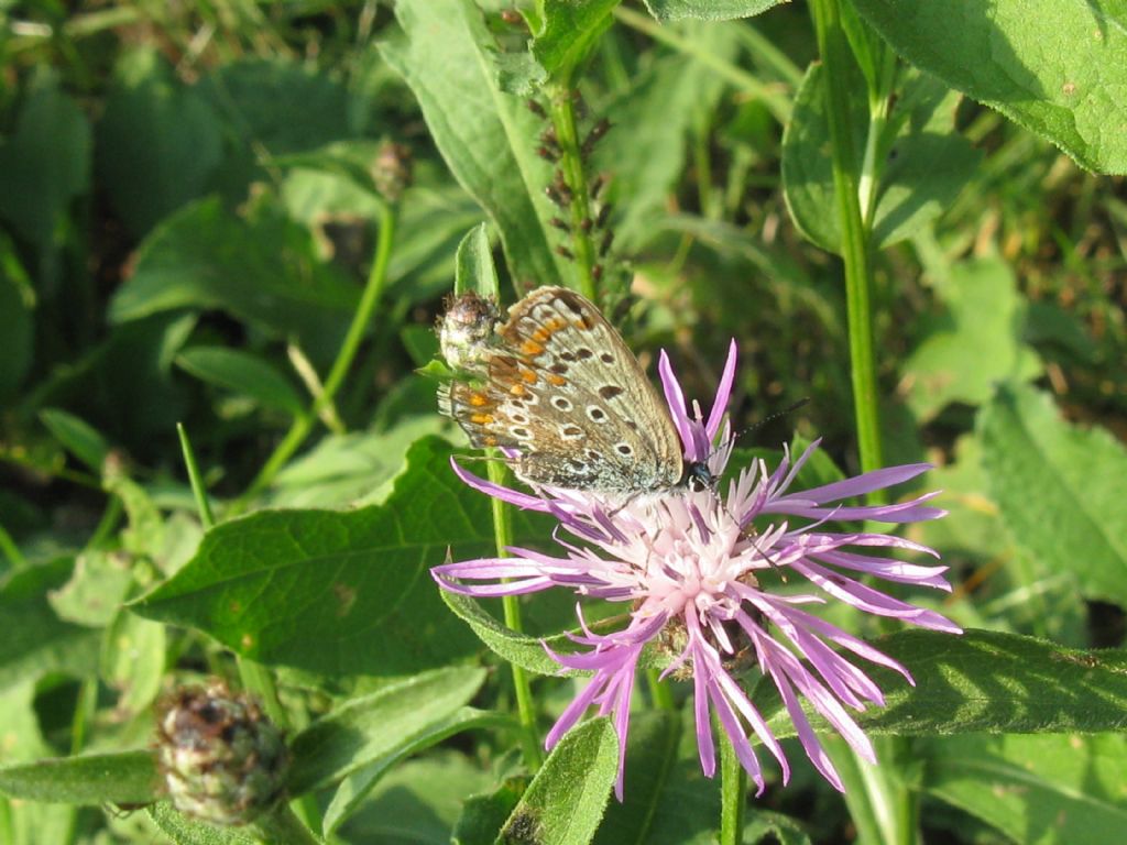 Polyommatus icarus: tutte F ?  S....