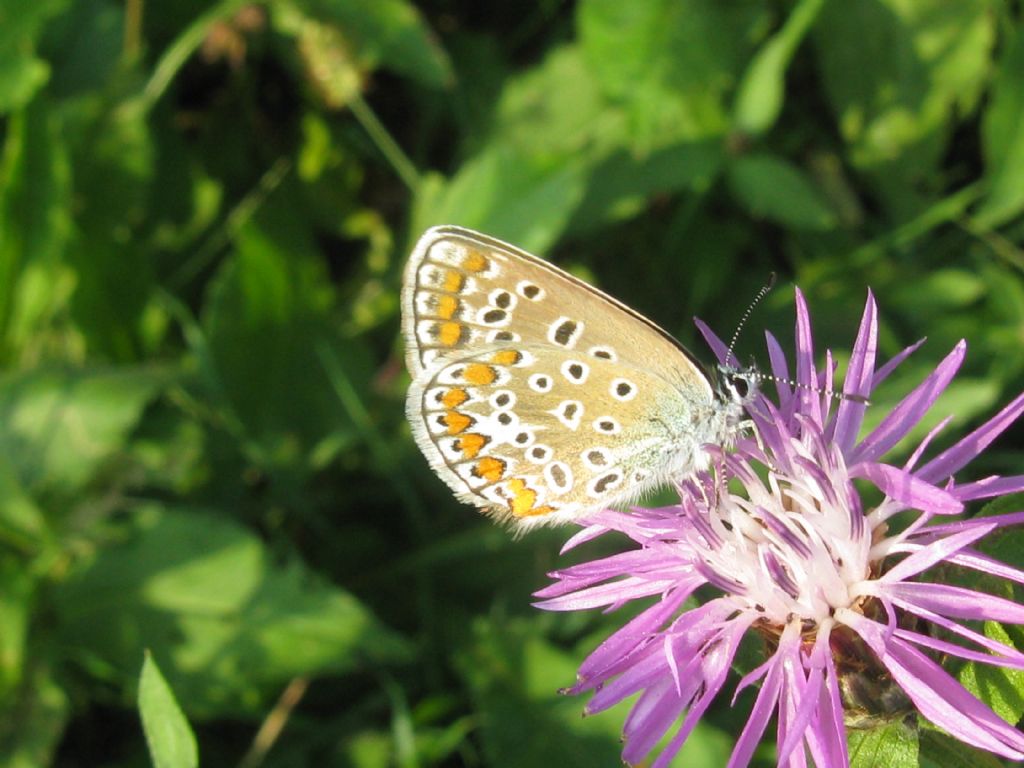 Polyommatus icarus: tutte F ?  S....