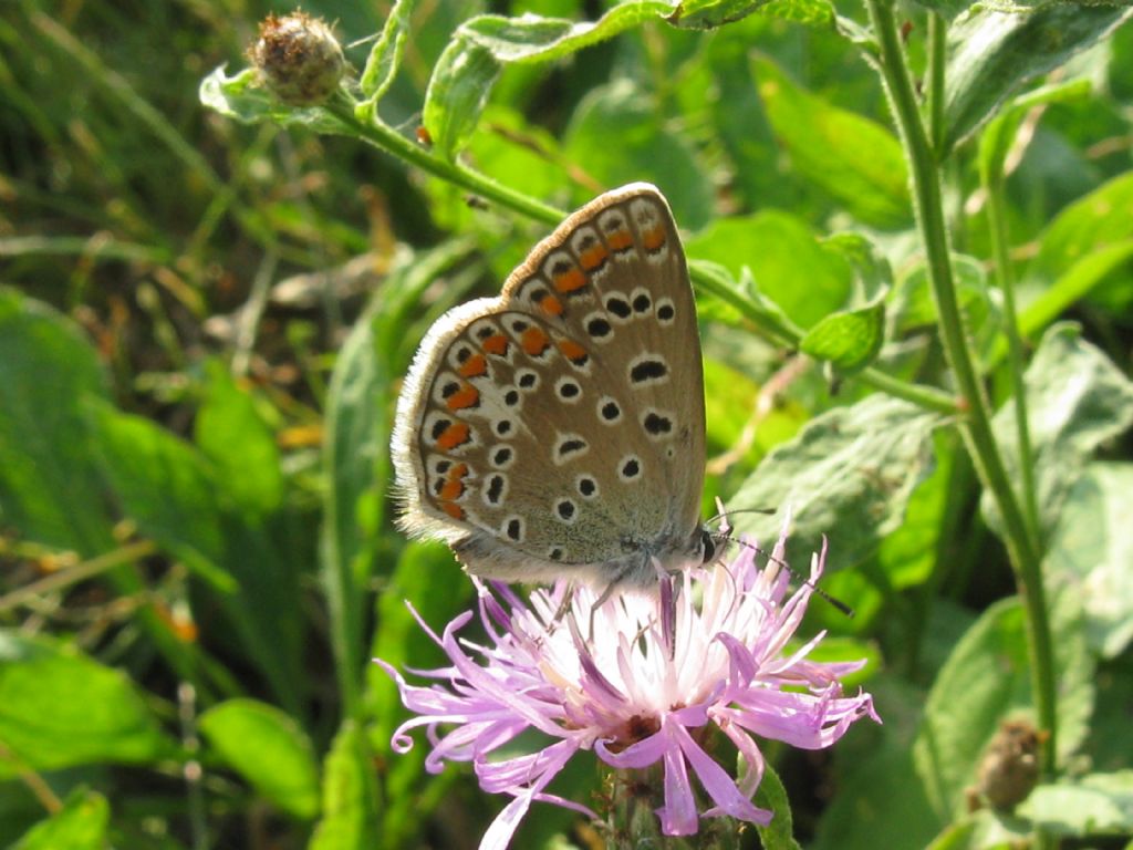 Polyommatus icarus: tutte F ?  S....