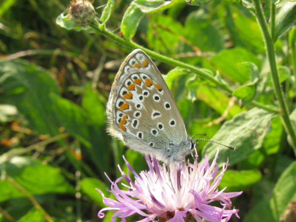 Polyommatus icarus: tutte F ?  S....