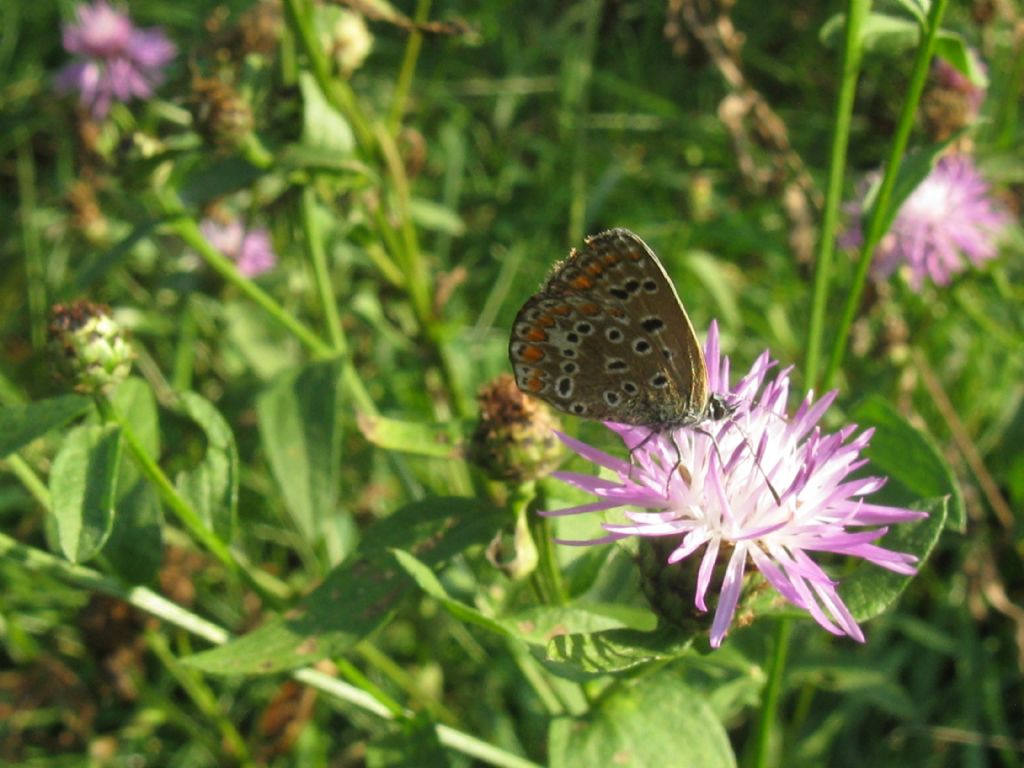 Polyommatus icarus: tutte F ?  S....