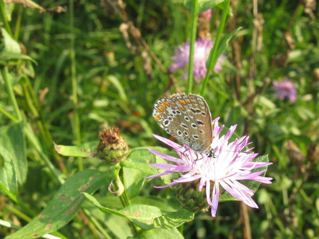 Polyommatus icarus: tutte F ?  S....