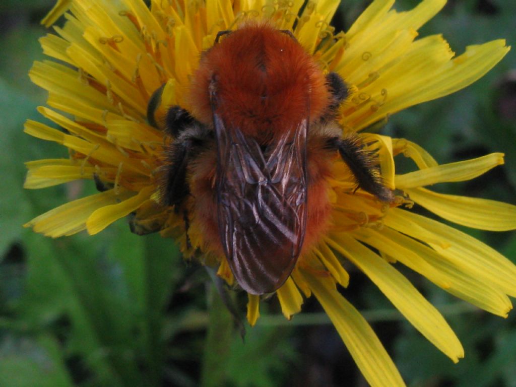 Bombus pascuorum melleofacies? Maschio? S.