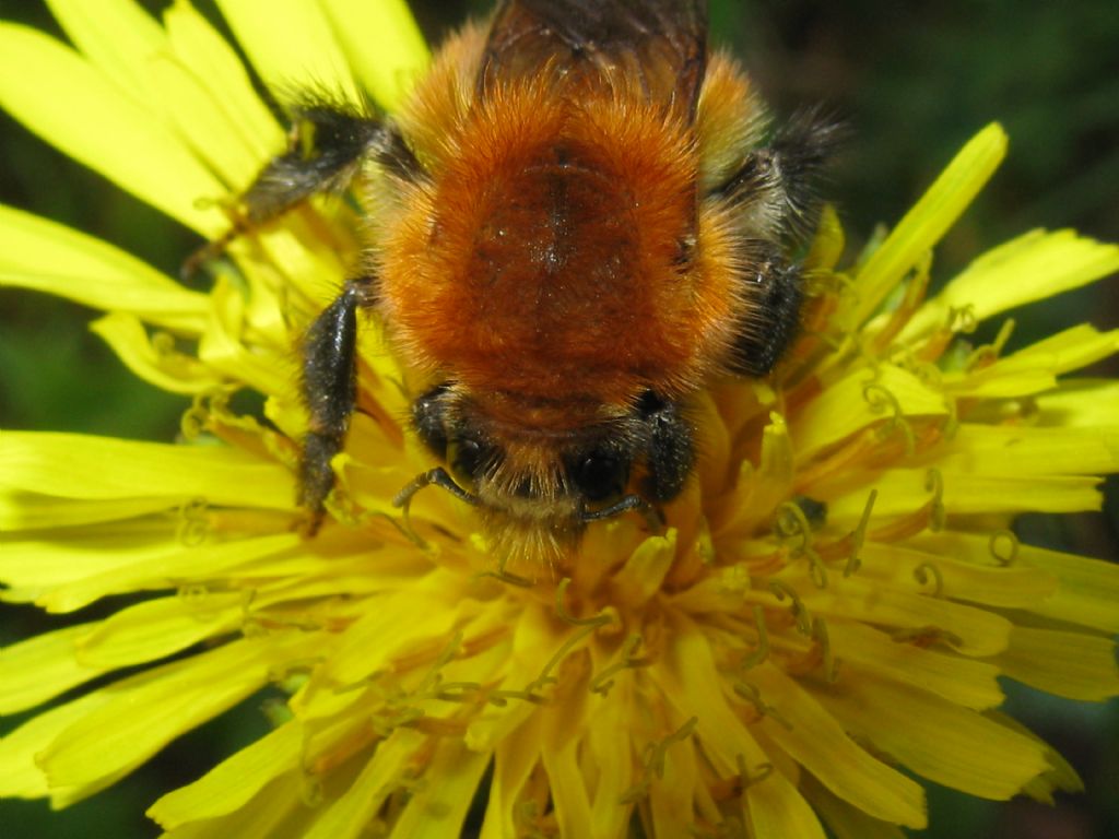 Bombus pascuorum melleofacies? Maschio? S.