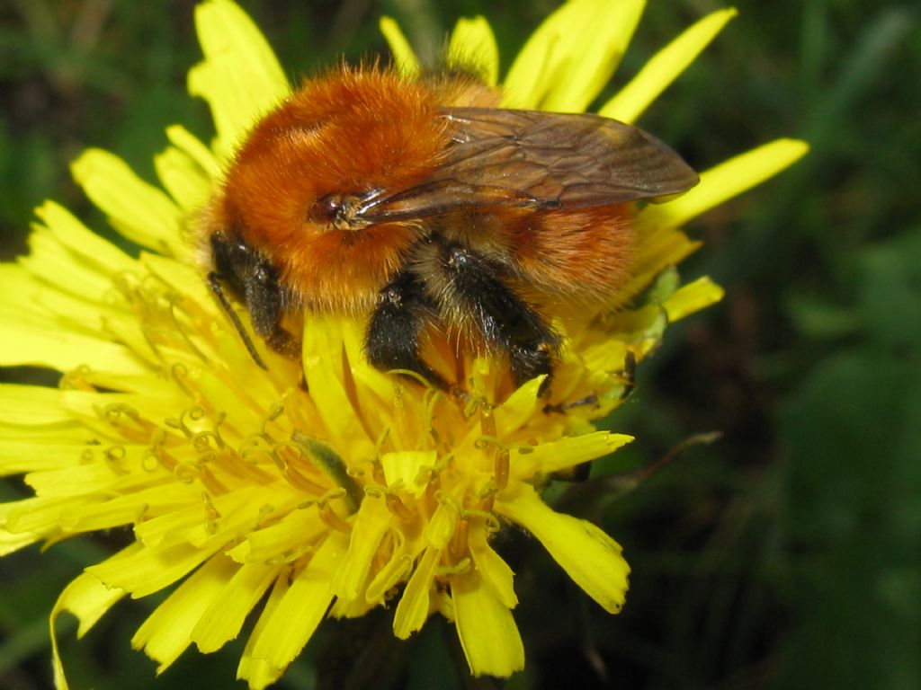 Bombus pascuorum melleofacies? Maschio? S.