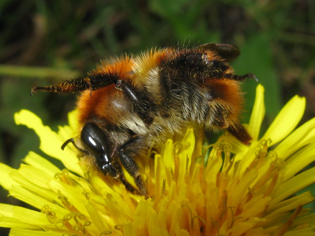 Bombus pascuorum melleofacies? Maschio? S.