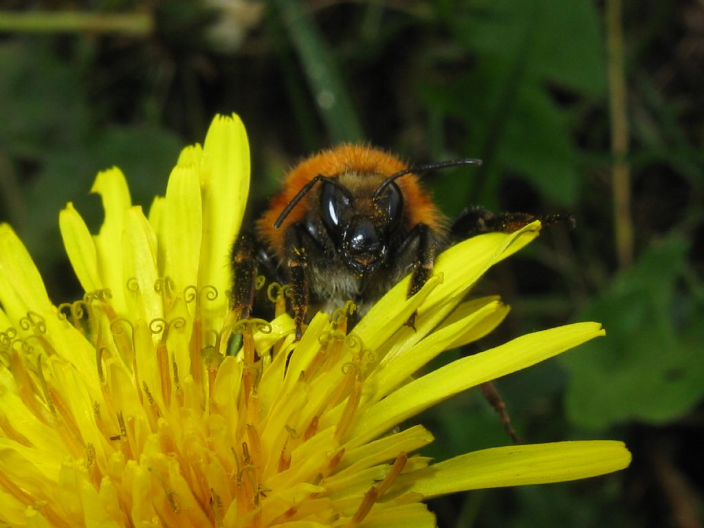 Bombus pascuorum melleofacies? Maschio? S.