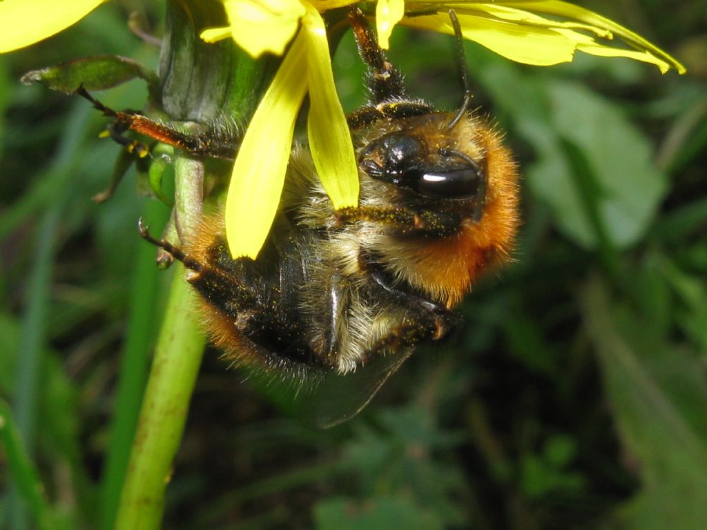 Bombus pascuorum melleofacies? Maschio? S.