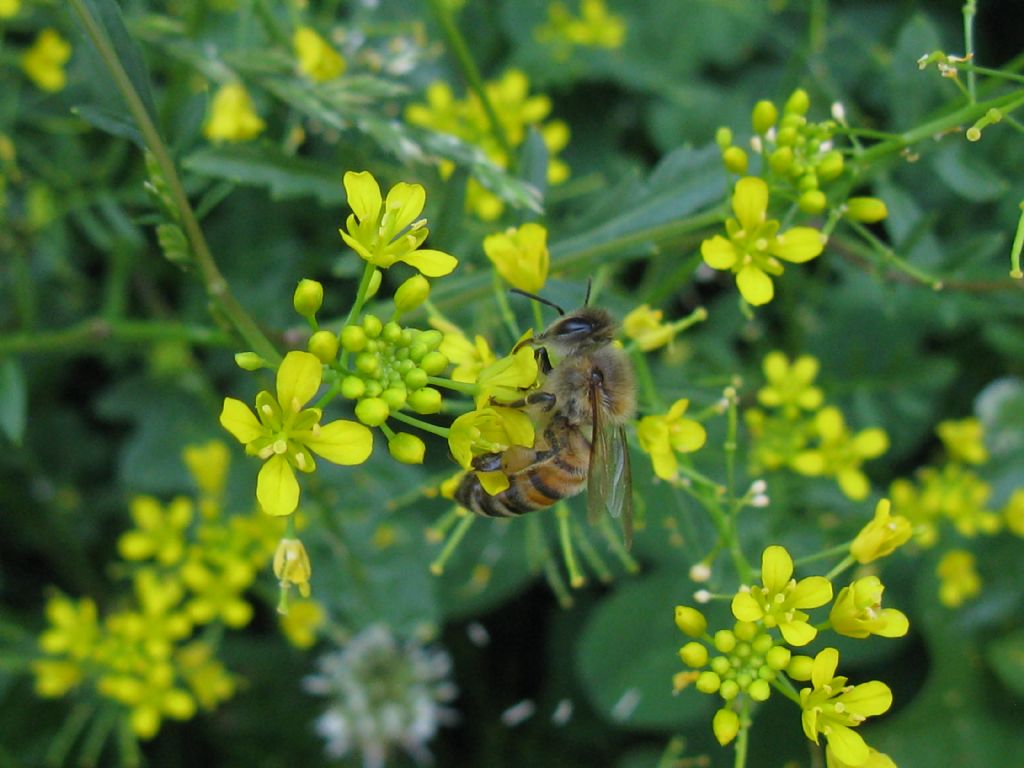 Quale Apidae?  Apis mellifera (Ape comune)