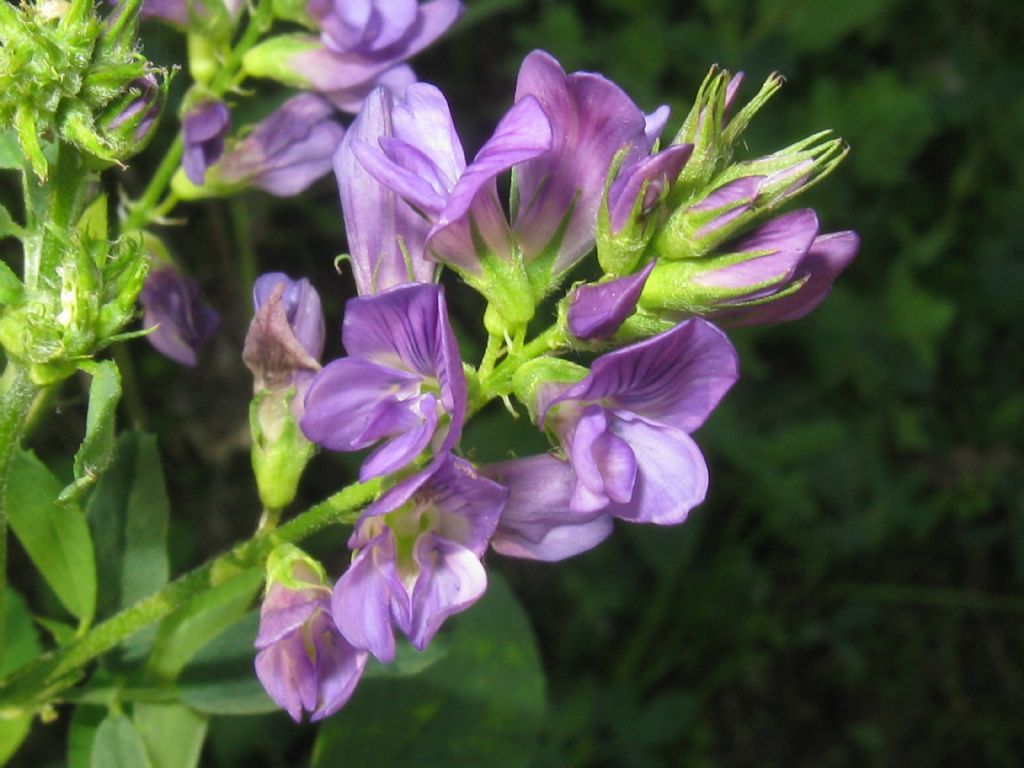 Cytisus purpureus?  No, Medicago sativa / Erba medica (Fabaceae)