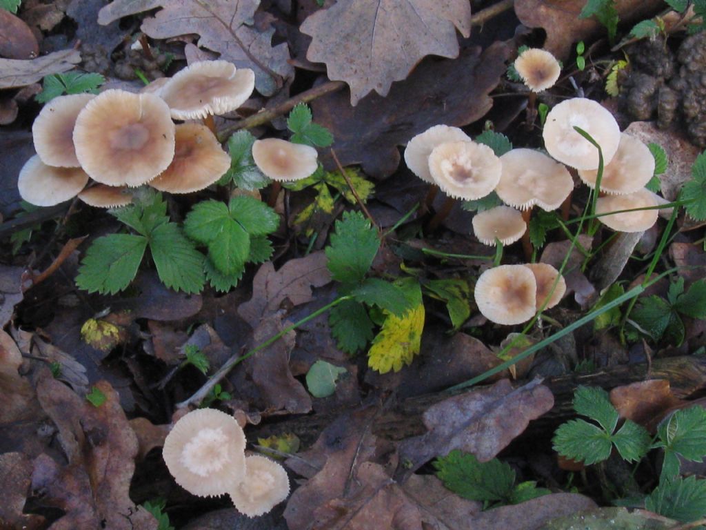 Marasmius oreades?   ... Marasmius cfr.  torquescens