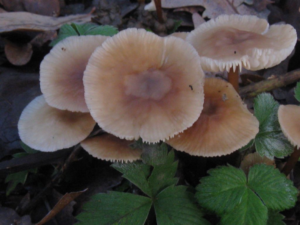 Marasmius oreades?   ... Marasmius cfr.  torquescens