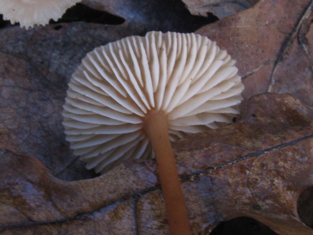 Marasmius oreades?   ... Marasmius cfr.  torquescens