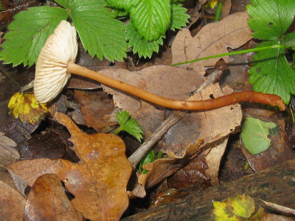 Marasmius oreades?   ... Marasmius cfr.  torquescens