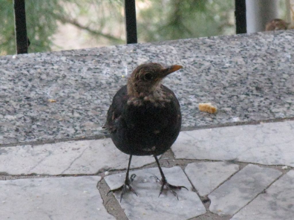 Quale uccello?  Merlo giovane (Turdus merula)