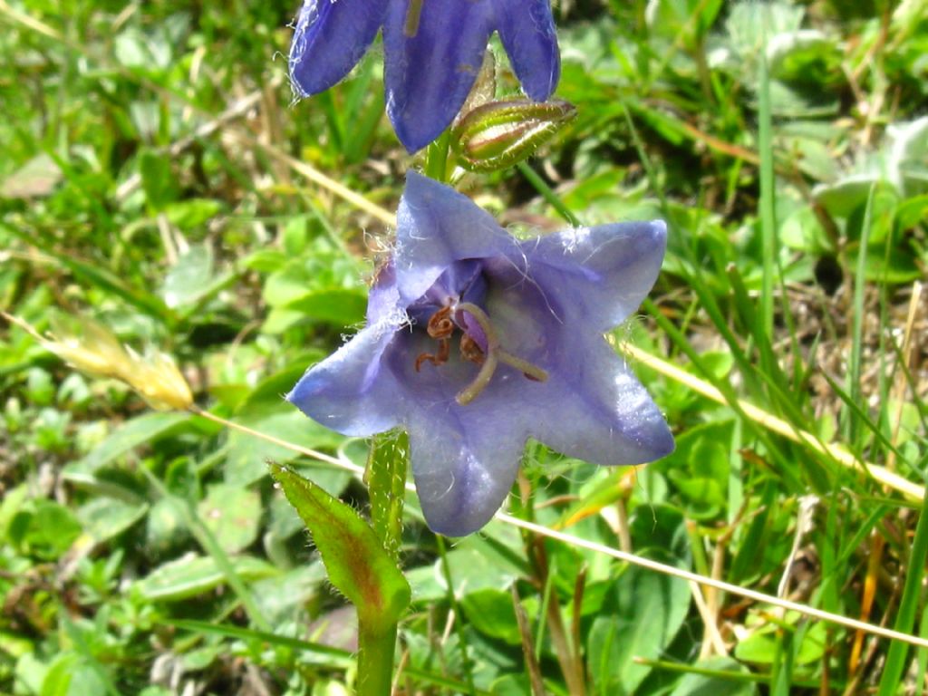 Campanula trachelium?  S !