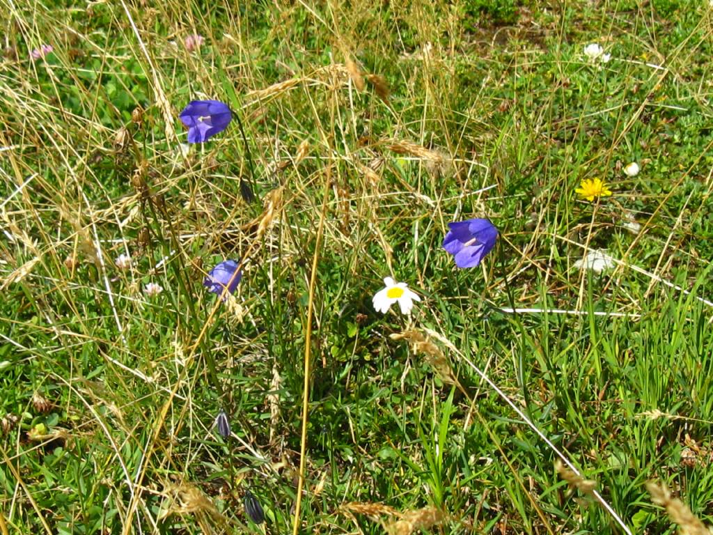 Campanula micrantha?  No, Campanula scheuchzeri