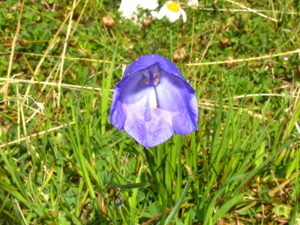 Campanula micrantha?  No, Campanula scheuchzeri