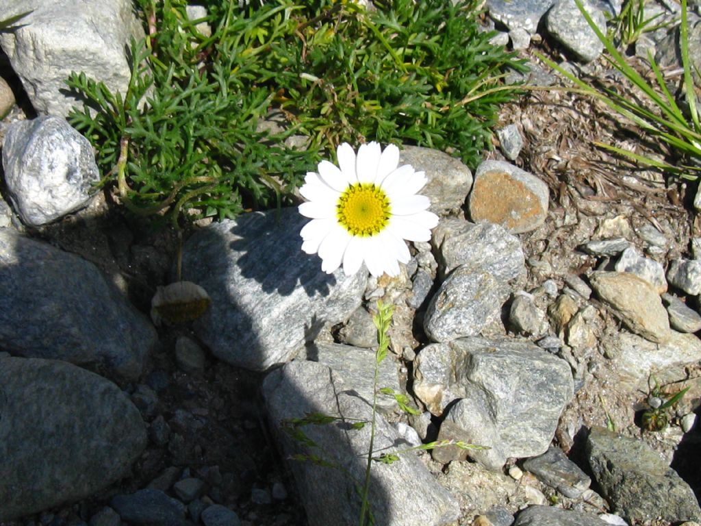 Anthemis cretica subsp.cretica?  No, Leucanthemopsis alpina