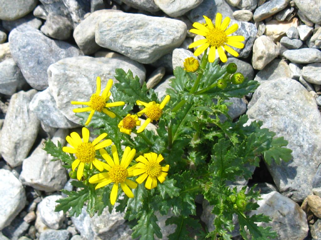 Senecio squalidus subsp. rupestris / Senecione delle rupi