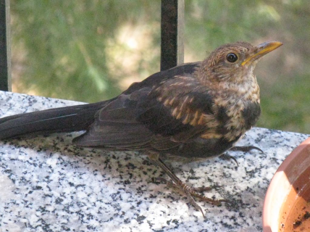 Uccello da identificare: Merlo giovane (Turdus merula)