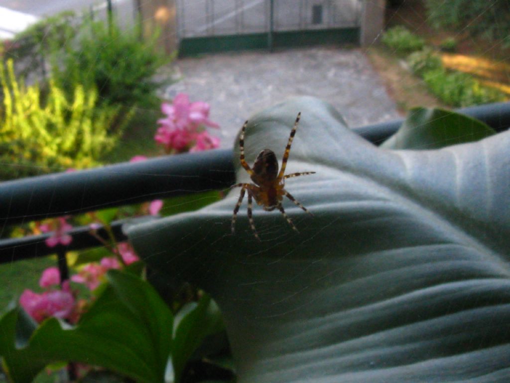 Quale Araneidae? Araneus cfr. diadematus - Villasanta (MB)