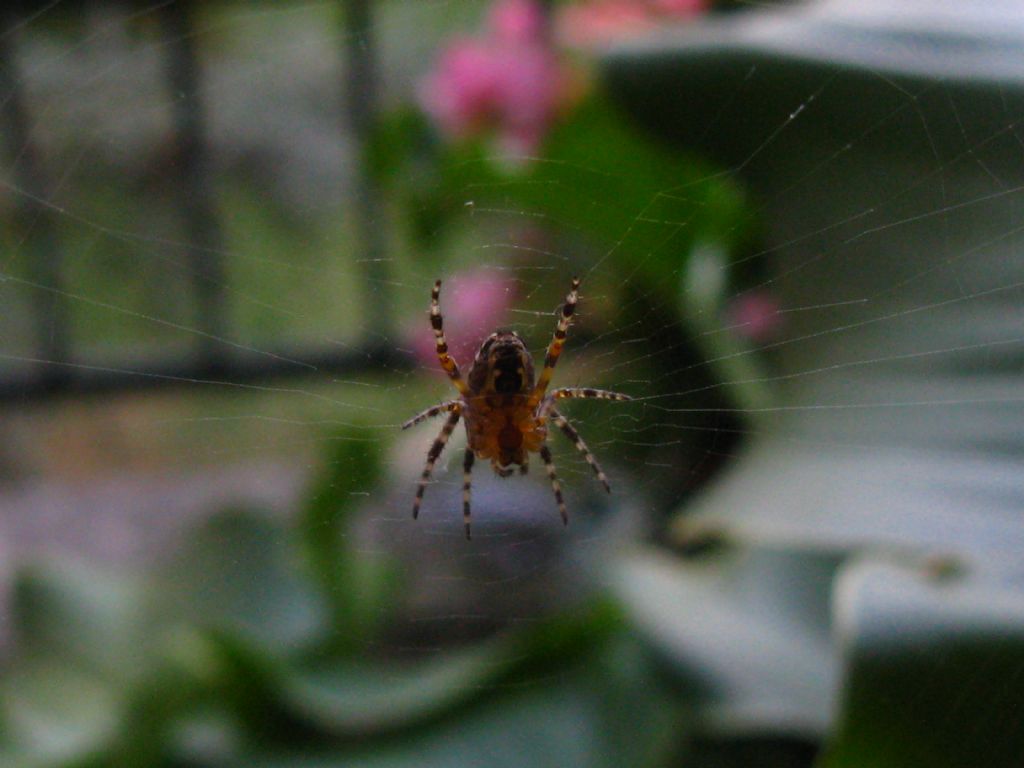 Quale Araneidae? Araneus cfr. diadematus - Villasanta (MB)