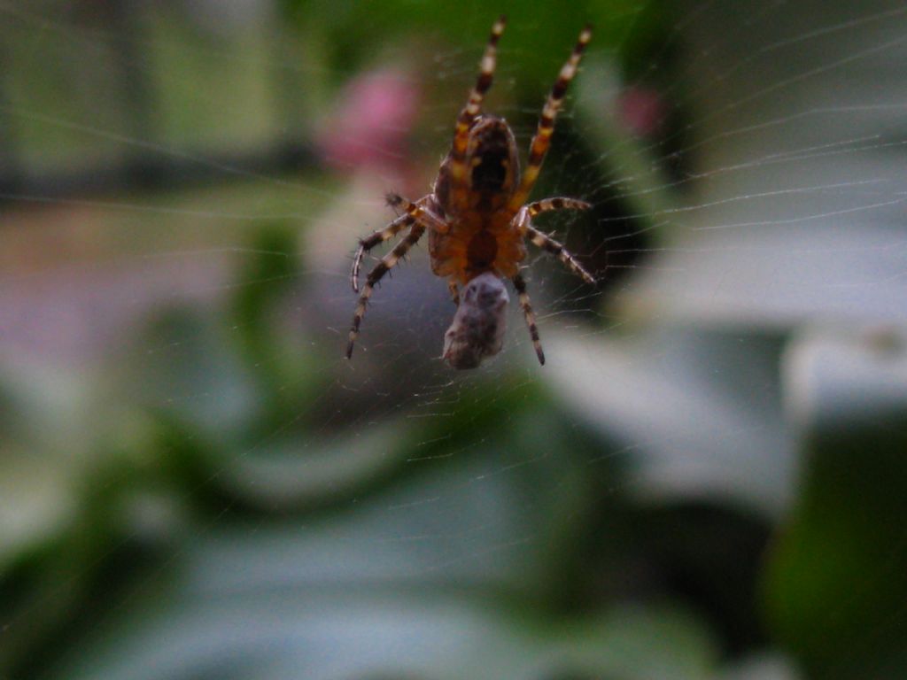 Quale Araneidae? Araneus cfr. diadematus - Villasanta (MB)