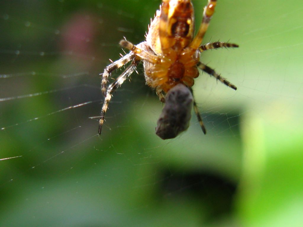 Quale Araneidae? Araneus cfr. diadematus - Villasanta (MB)