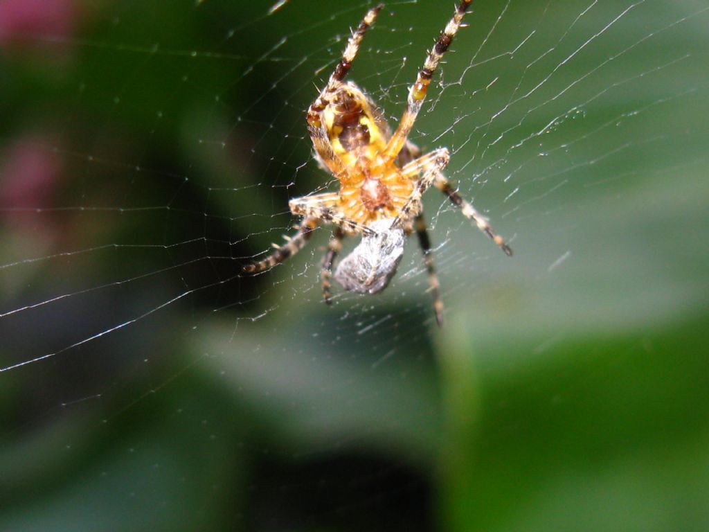 Quale Araneidae? Araneus cfr. diadematus - Villasanta (MB)