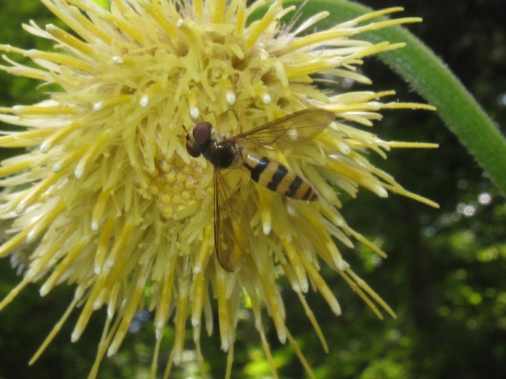 Syrphidae: Meliscaeva cinctella e Episyrphus balteatus, femmine