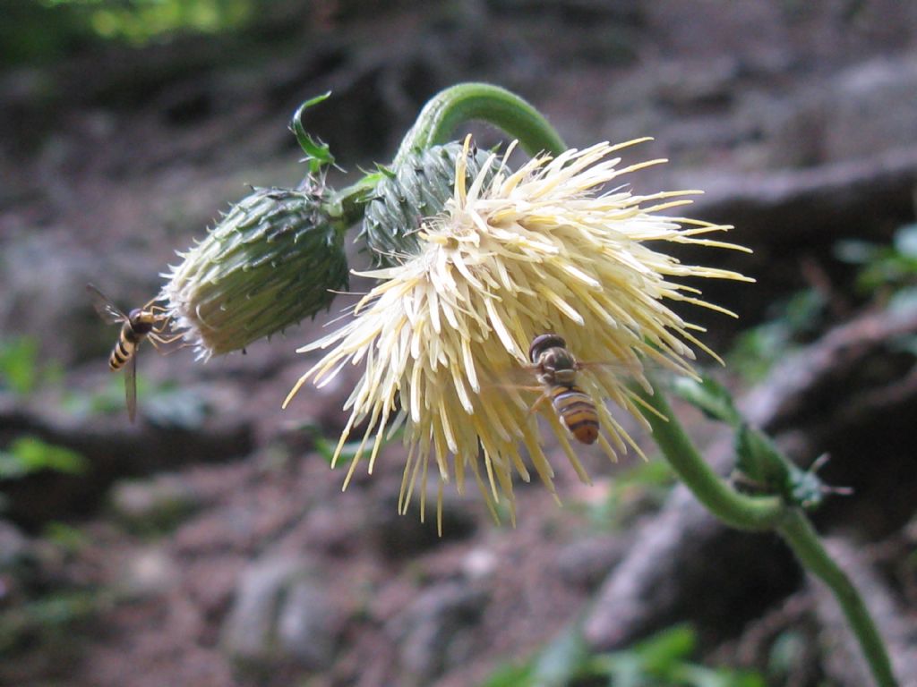 Syrphidae: Meliscaeva cinctella e Episyrphus balteatus, femmine