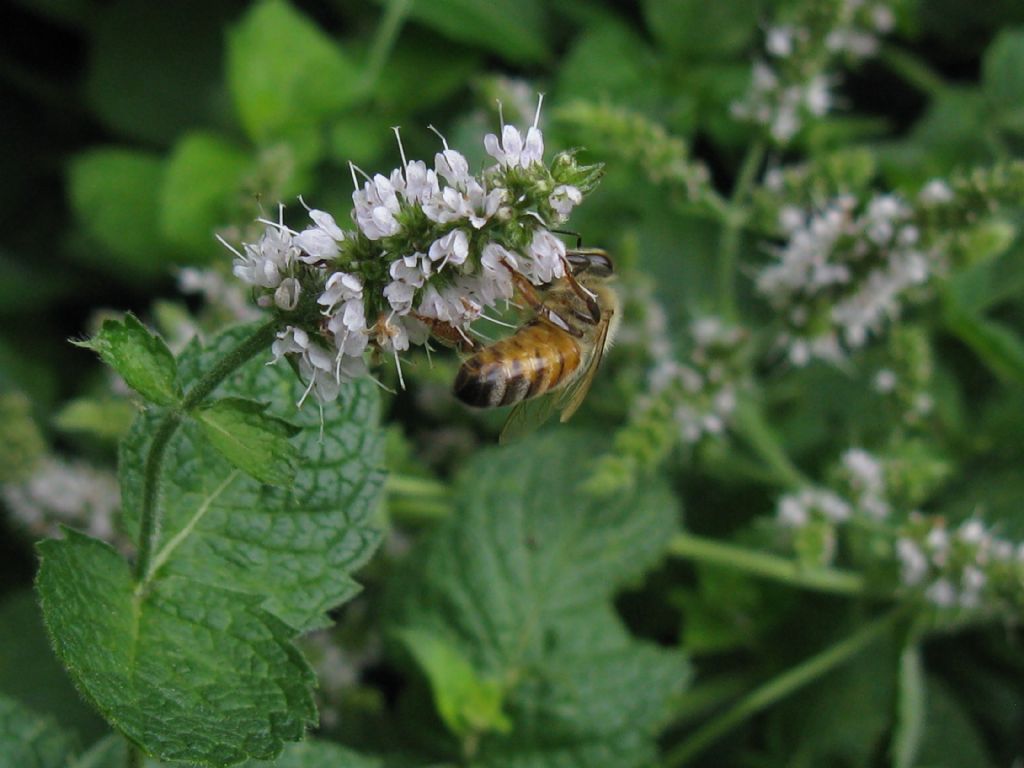 Altra Ape mellifera? S.