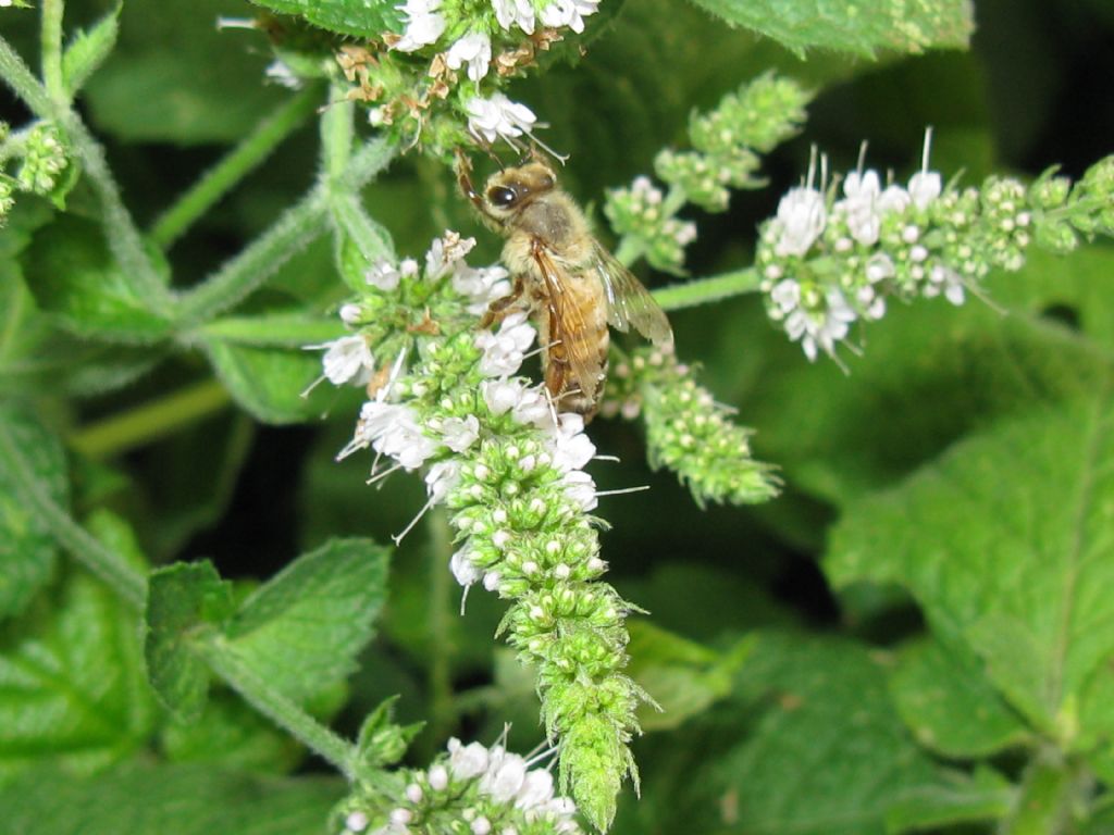 Altra Ape mellifera? S.