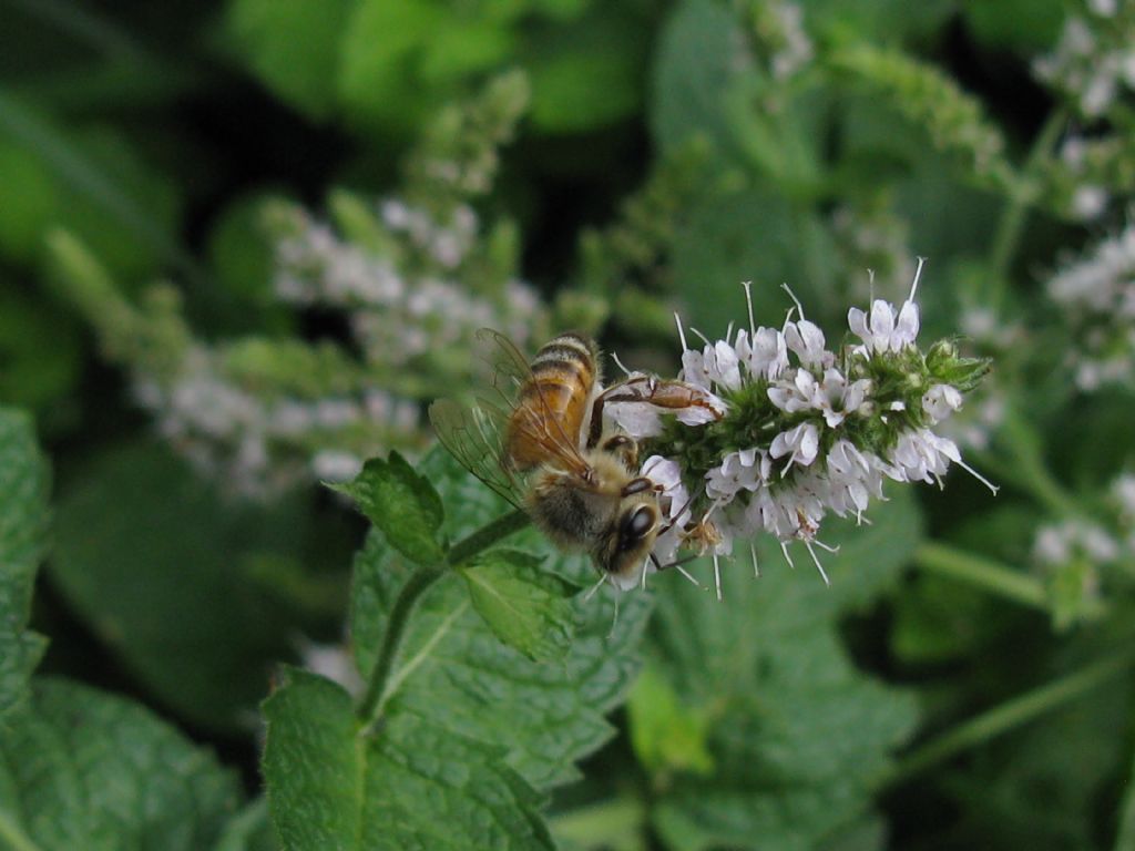 Altra Ape mellifera? S.