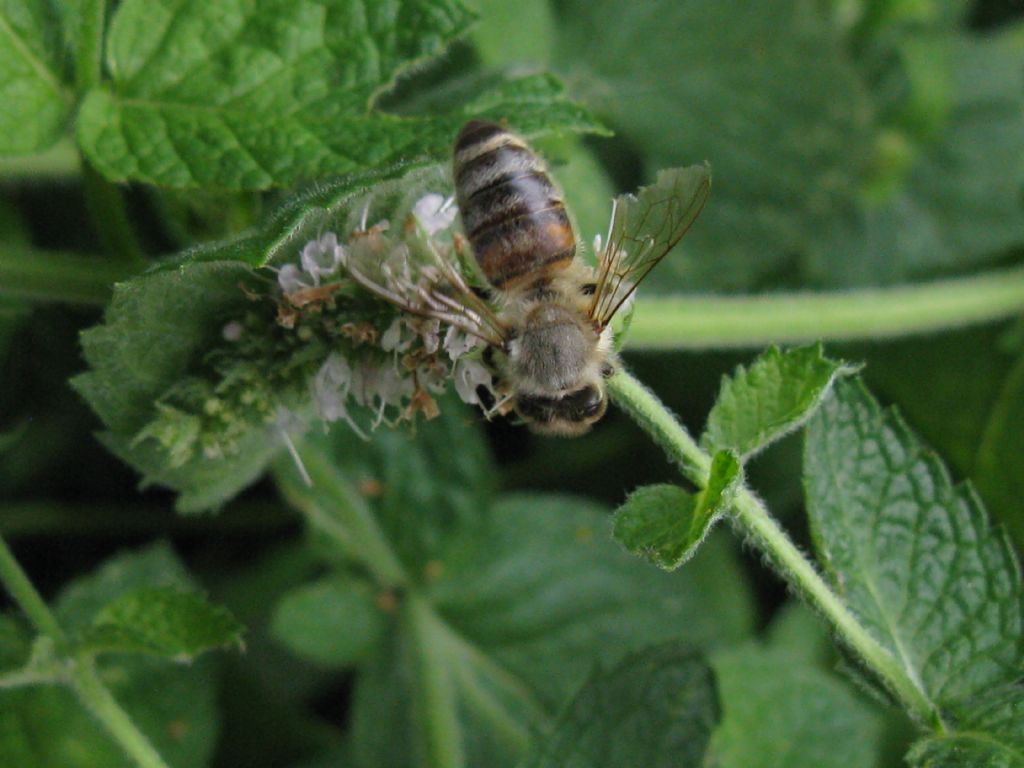 Halictus? No, Apis mellifera