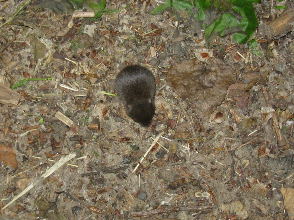 Arvicola...Microtus sp. (M. savii ?)