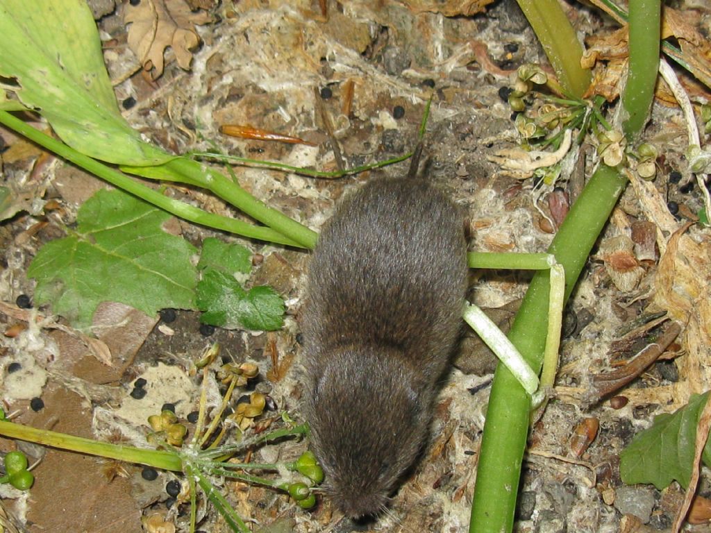 Arvicola...Microtus sp. (M. savii ?)