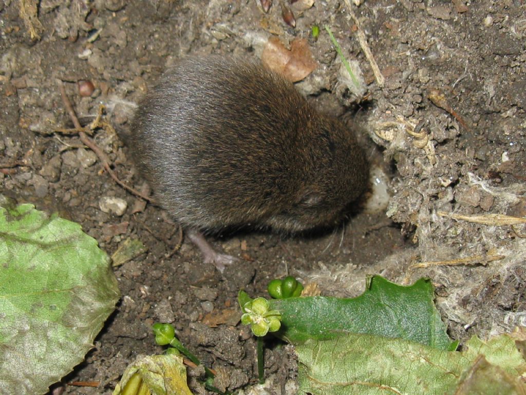 Arvicola...Microtus sp. (M. savii ?)