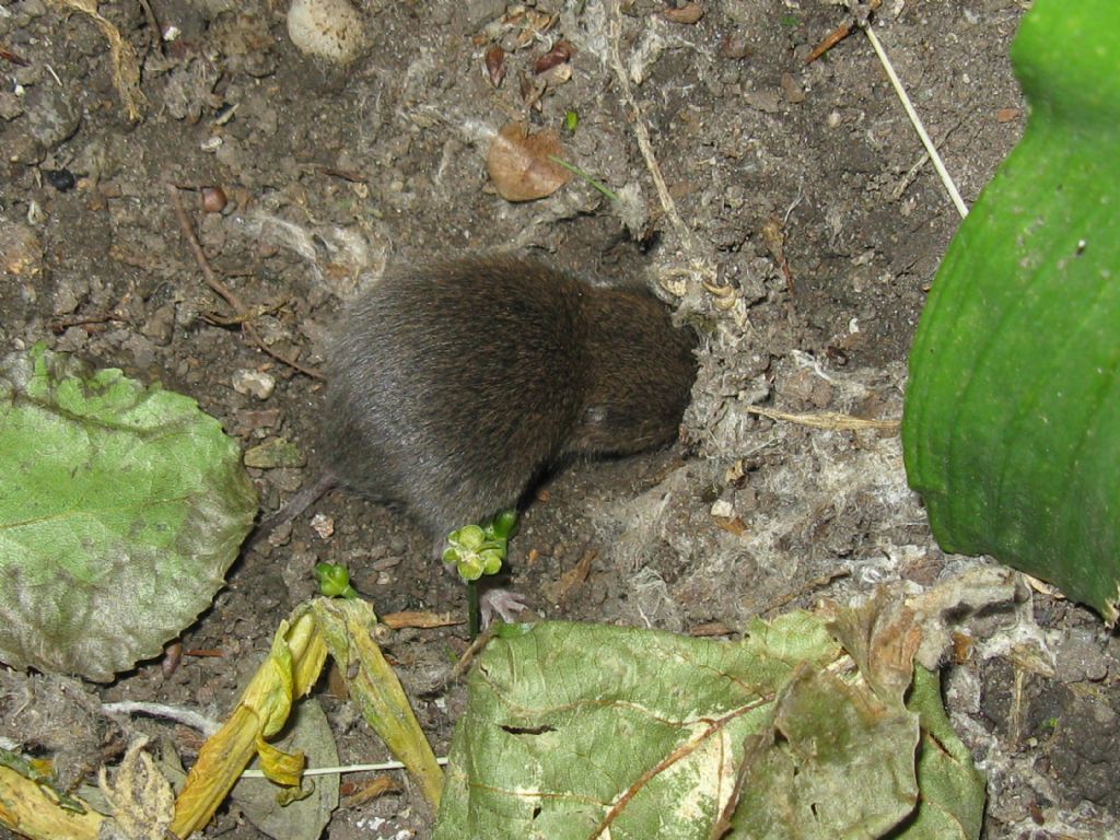 Arvicola...Microtus sp. (M. savii ?)