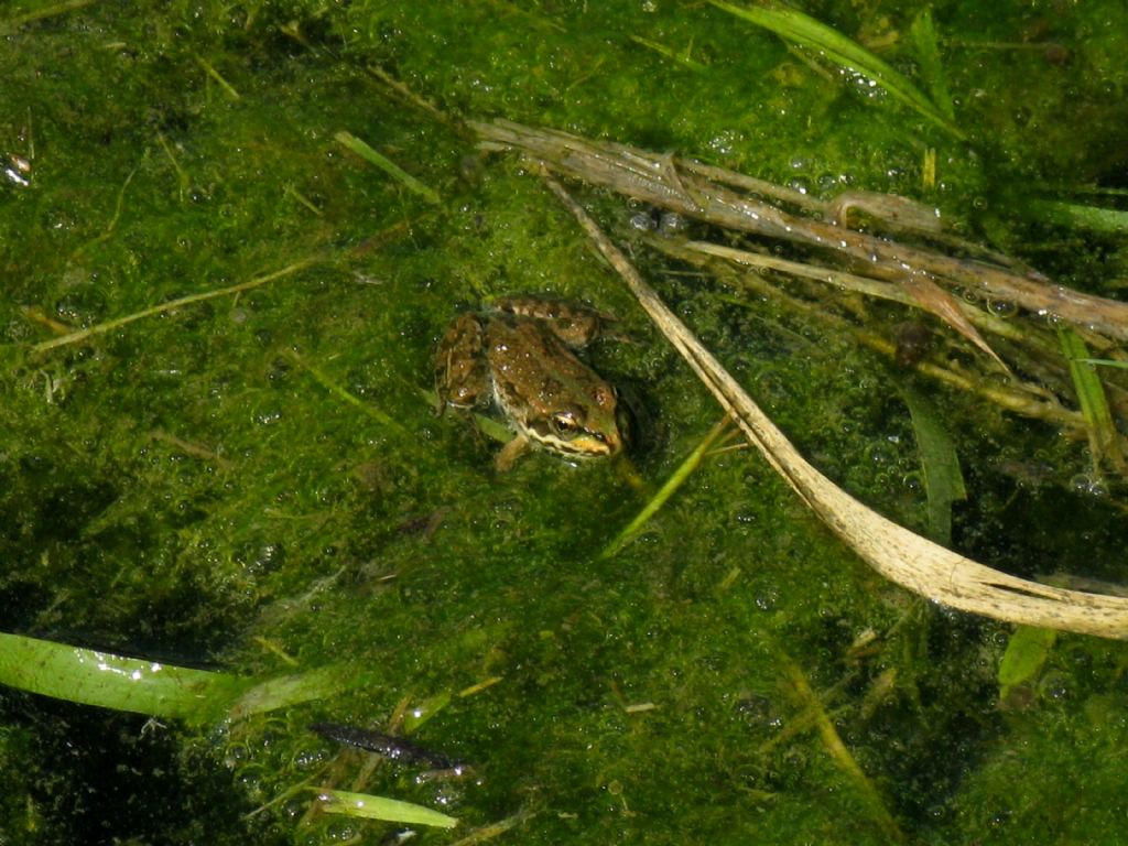 Quale rana?  Pelophylax sp. (Monza)