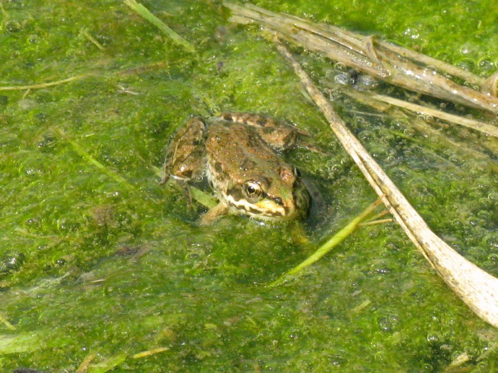 Quale rana?  Pelophylax sp. (Monza)