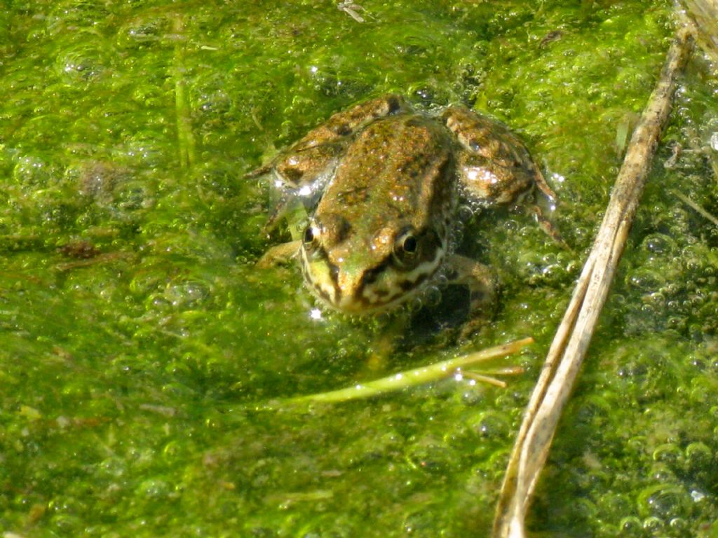 Quale rana?  Pelophylax sp. (Monza)