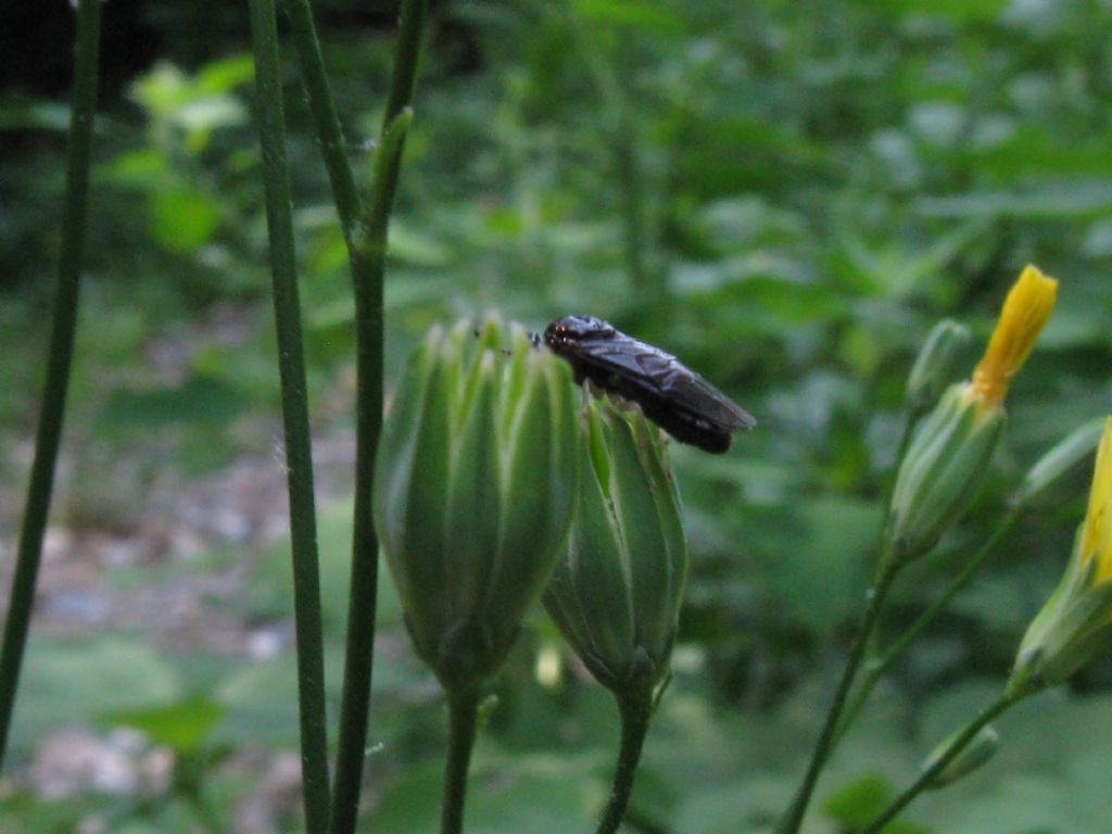 Coleottero? no, Imenottero Argidae, Aproceros leucopoda