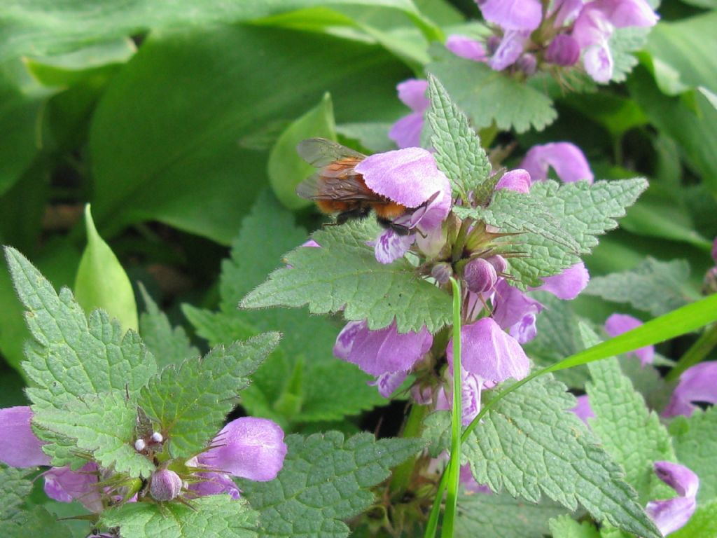 Apidae: Bombus pascuorum (cfr.)